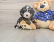 6 week old Mini Bernedoodle Puppy For Sale - Premier Pups 6 week old Mini Bernedoodle Puppy For Sale - Premier Pups