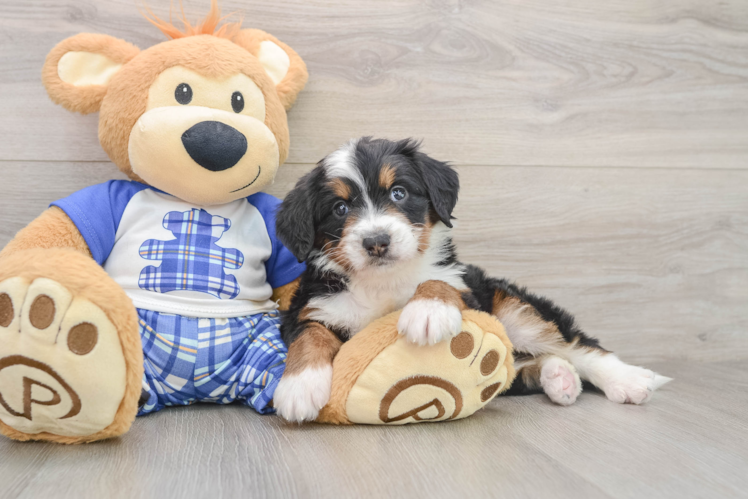 Playful Bernadoodle Poodle Mix Puppy