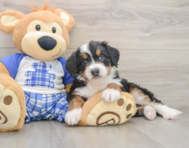 6 week old Mini Bernedoodle Puppy For Sale - Premier Pups