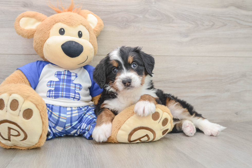 Playful Bernadoodle Poodle Mix Puppy