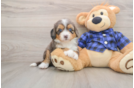 Sweet Mini Bernedoodle Baby
