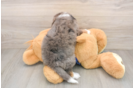Mini Bernedoodle Pup Being Cute