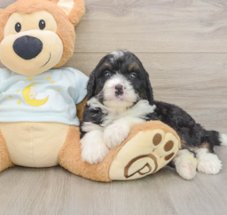 7 week old Mini Bernedoodle Puppy For Sale - Premier Pups