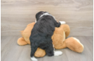 Fluffy Mini Bernedoodle Poodle Mix Pup