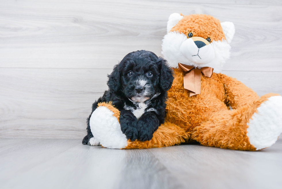 Petite Mini Bernedoodle Poodle Mix Pup