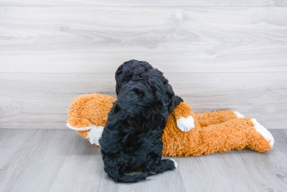 Happy Mini Bernedoodle Baby