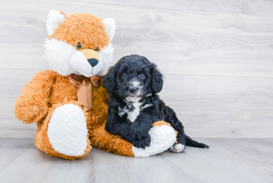 Energetic Mini Berniedoodle Poodle Mix Puppy