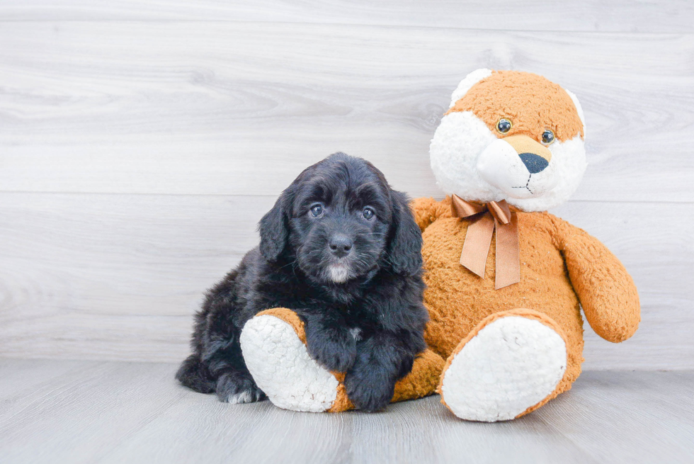 Mini Bernedoodle Puppy for Adoption