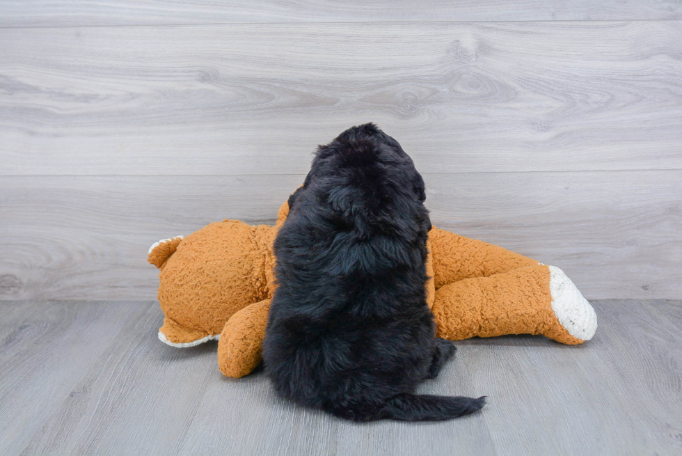 Mini Bernedoodle Puppy for Adoption