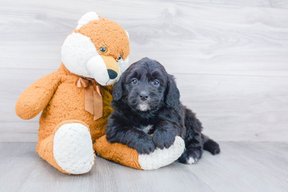 Energetic Mini Berniedoodle Poodle Mix Puppy