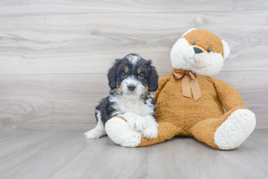 Mini Bernedoodle Pup Being Cute