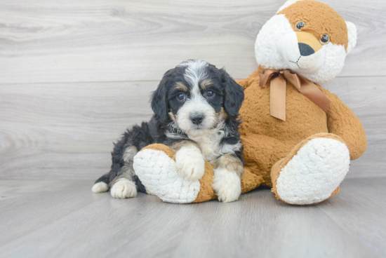 Mini Bernedoodle Pup Being Cute