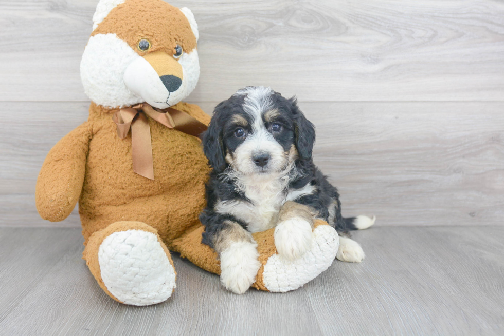 Mini Bernedoodle Pup Being Cute