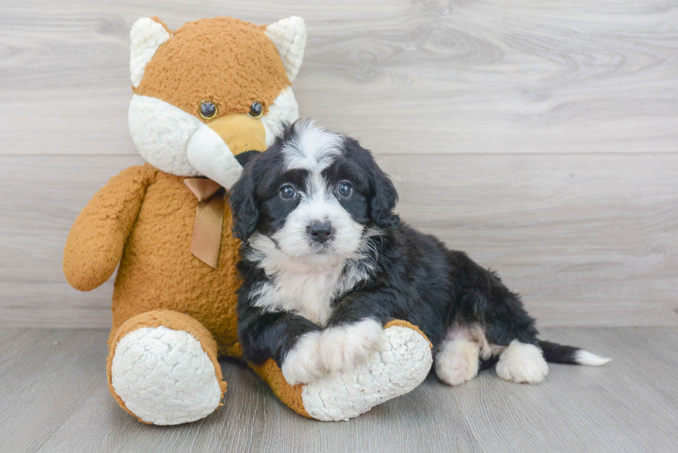 Smart Mini Bernedoodle Poodle Mix Pup