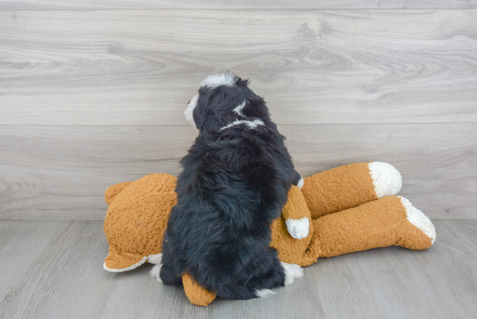 Best Mini Bernedoodle Baby