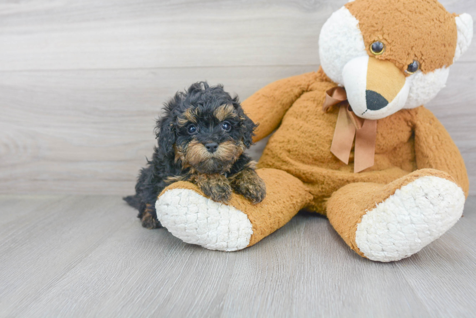 Funny Mini Bernedoodle Poodle Mix Pup