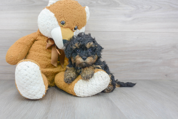 Sweet Mini Bernedoodle Baby