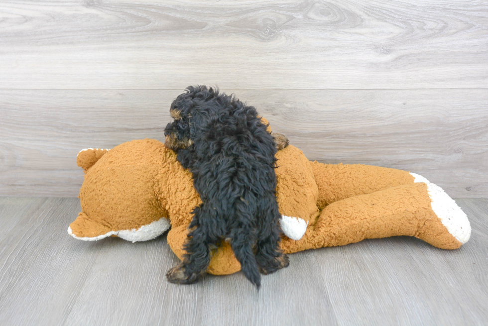 Fluffy Mini Bernedoodle Poodle Mix Pup