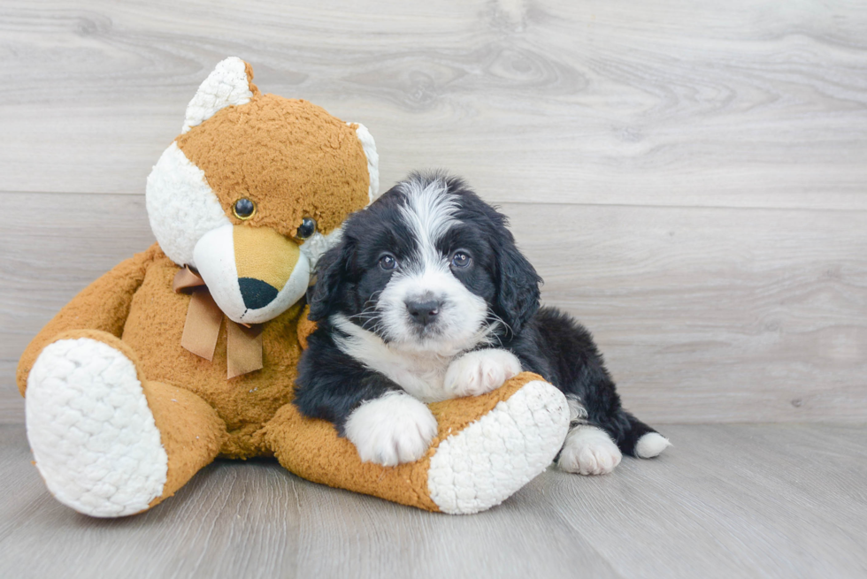 Mini Bernedoodle Pup Being Cute