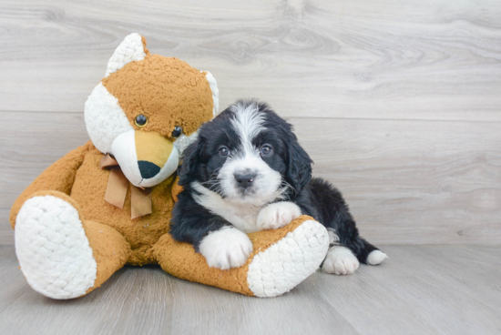 Mini Bernedoodle Pup Being Cute