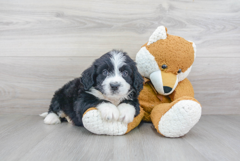 Little Mini Berniedoodle Poodle Mix Puppy