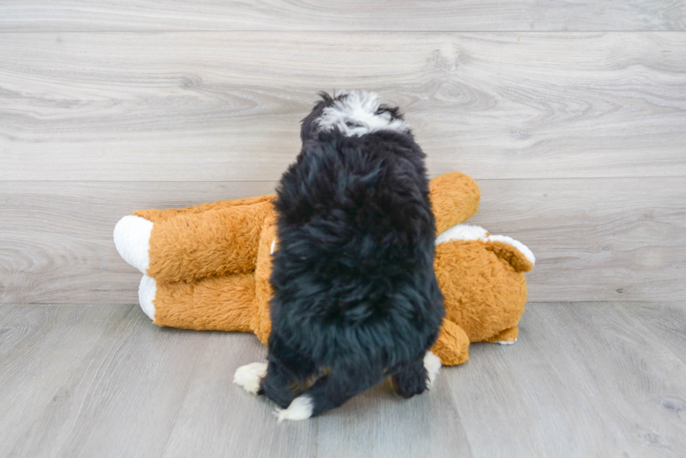 Sweet Mini Bernedoodle Baby