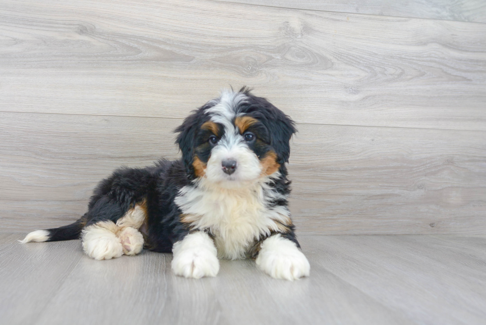 Mini Bernedoodle Pup Being Cute