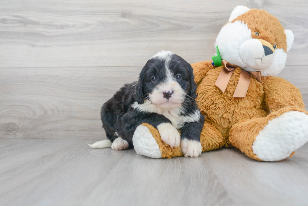 Small Mini Bernedoodle Baby