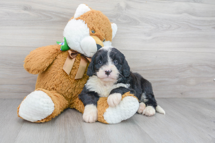 Mini Bernedoodle Puppy for Adoption