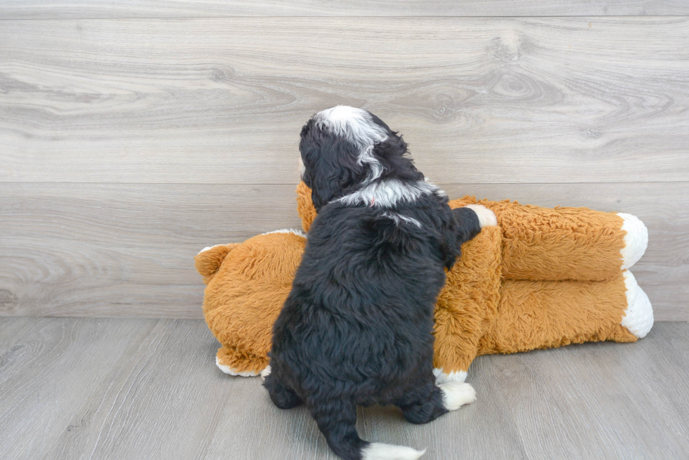 Mini Bernedoodle Puppy for Adoption