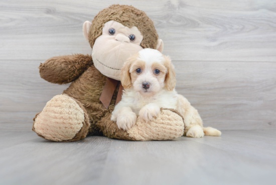 Popular Mini Bernedoodle Poodle Mix Pup