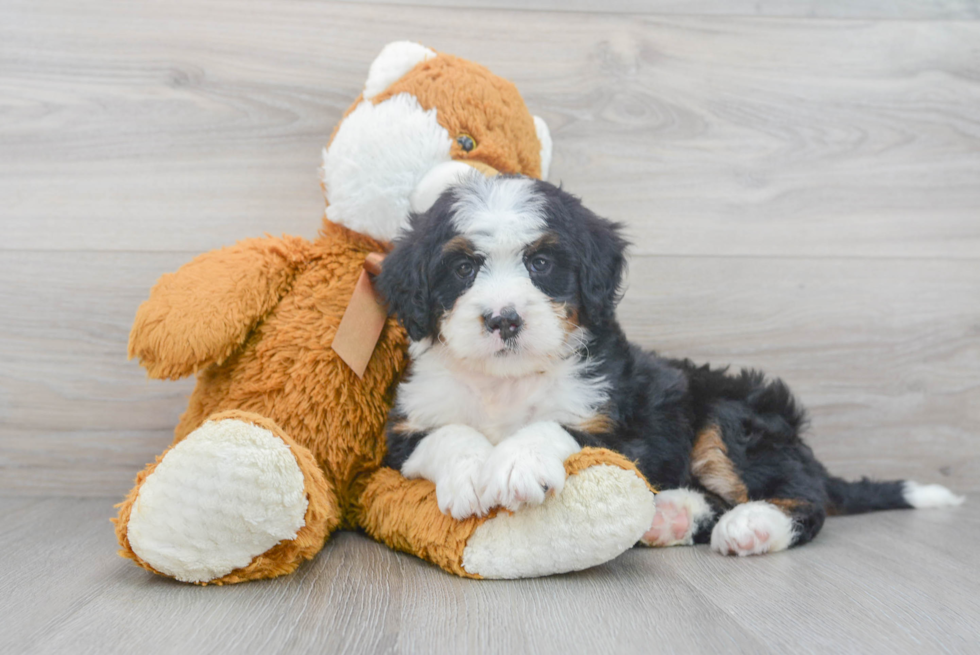 Friendly Mini Bernedoodle Baby