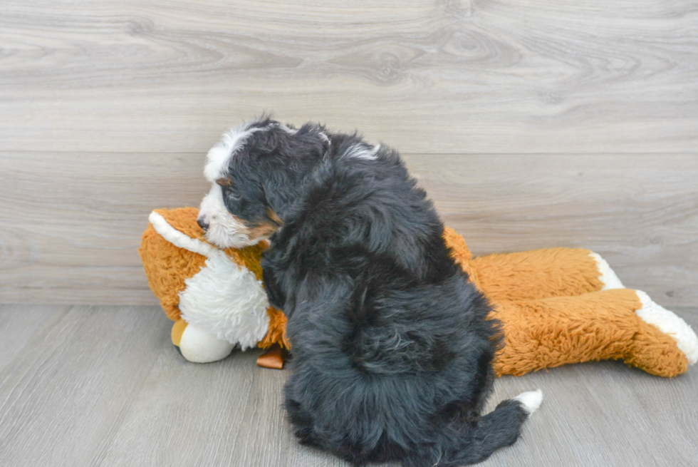 Best Mini Bernedoodle Baby