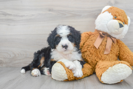 Best Mini Bernedoodle Baby