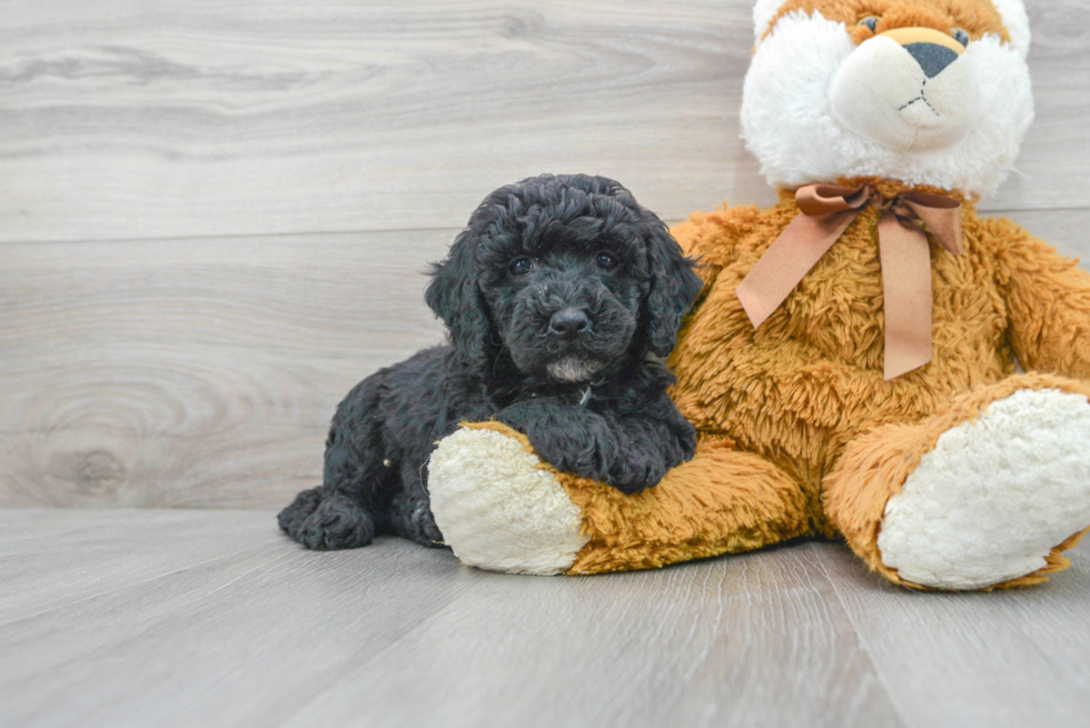 Little Mini Berniedoodle Poodle Mix Puppy