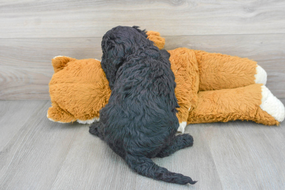 Funny Mini Bernedoodle Poodle Mix Pup