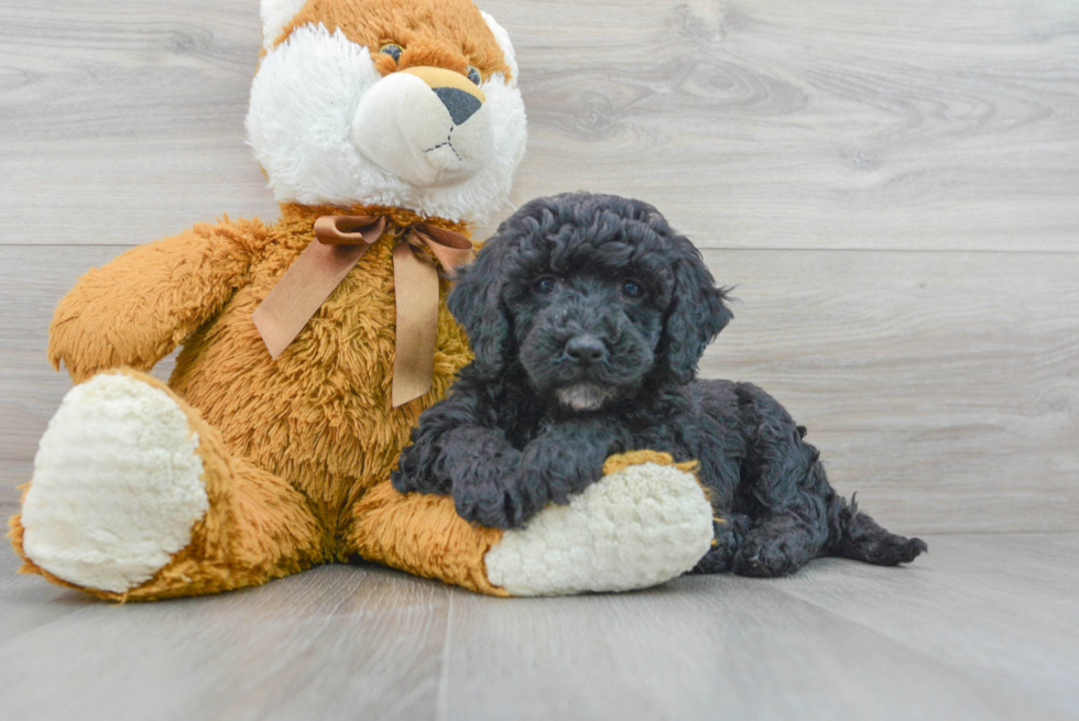 Friendly Mini Bernedoodle Baby