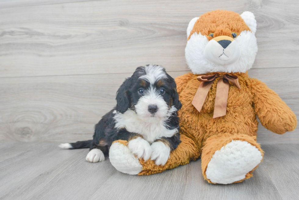 Playful Bernadoodle Poodle Mix Puppy