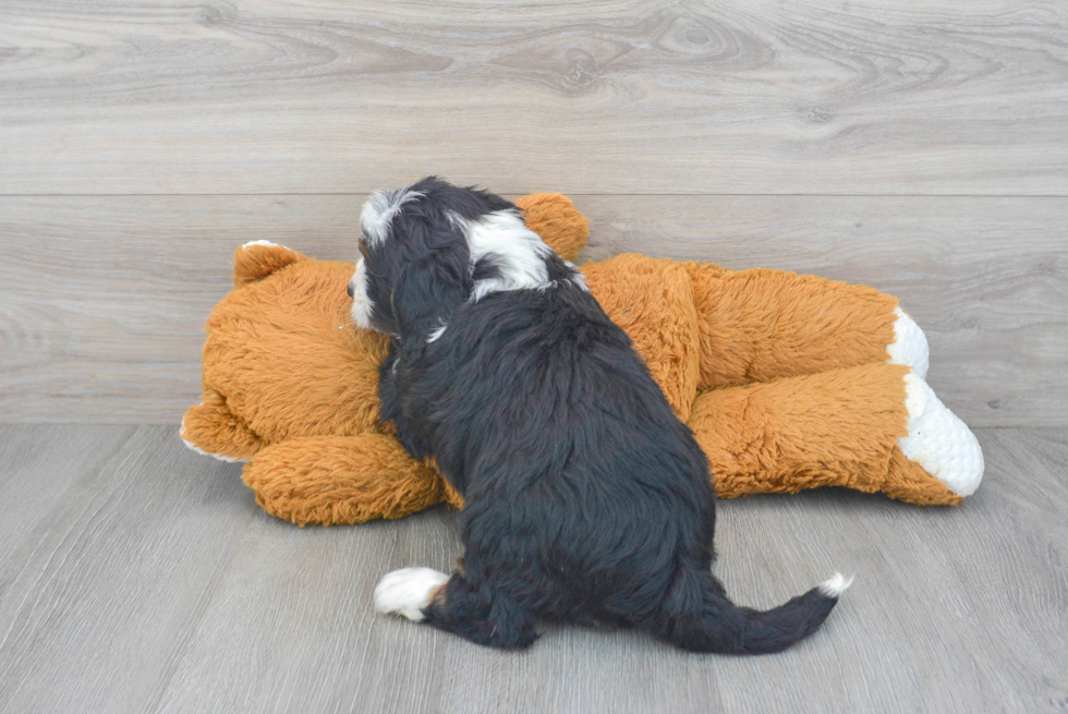 Mini Bernedoodle Pup Being Cute