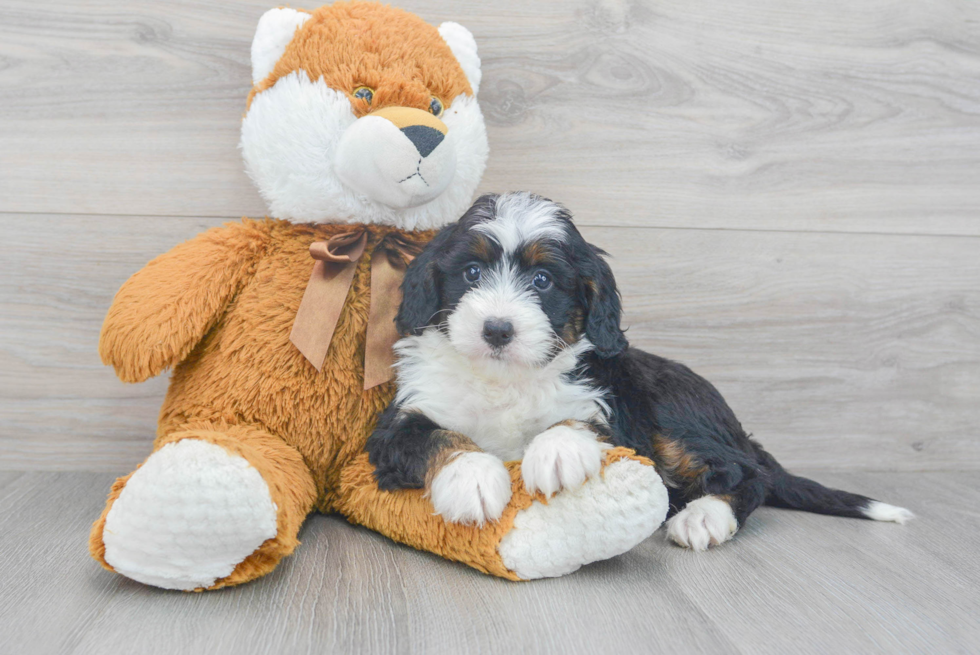 Mini Bernedoodle Puppy for Adoption