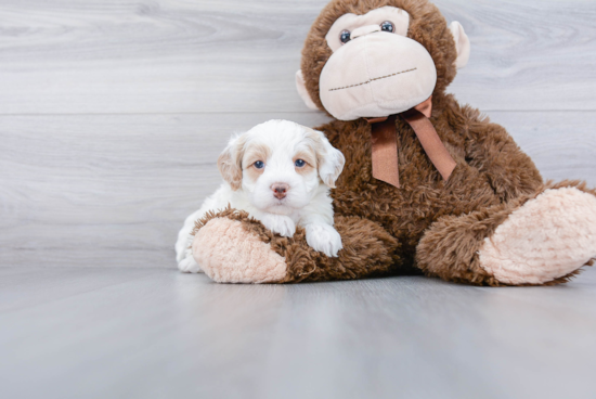 Cute Mini Bernedoodle Baby