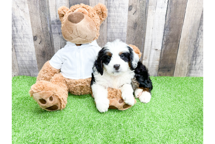 Mini Bernedoodle Pup Being Cute