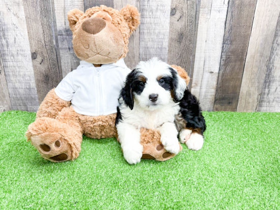 Mini Bernedoodle Pup Being Cute