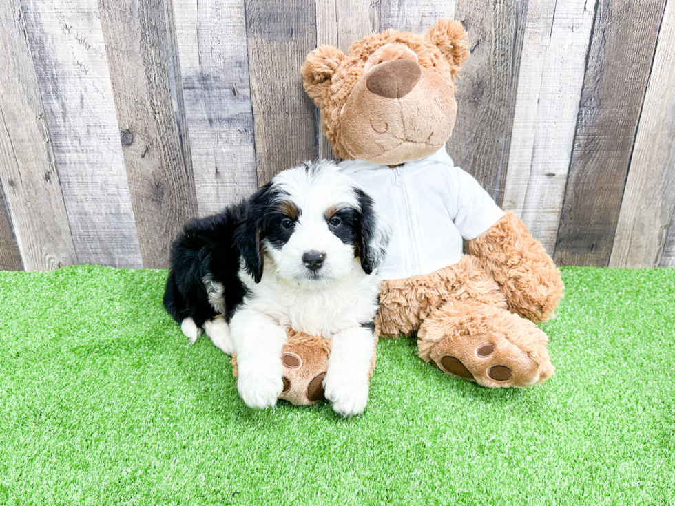 Little Mini Berniedoodle Poodle Mix Puppy