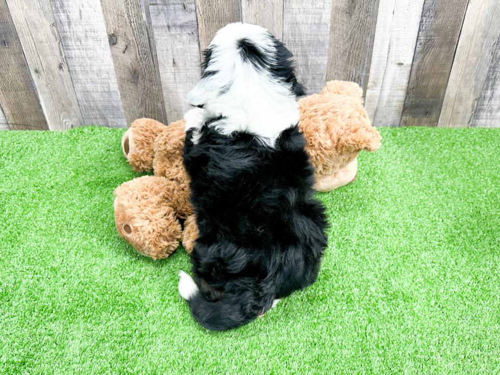 Best Mini Bernedoodle Baby