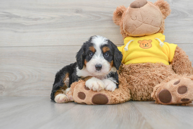 Energetic Bernadoodle Poodle Mix Puppy