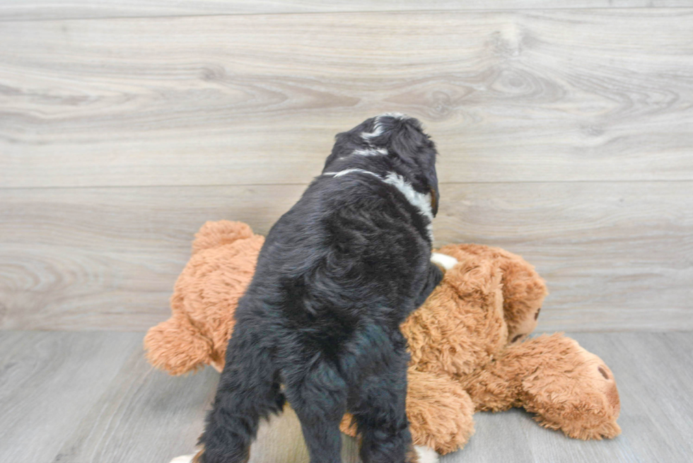 Best Mini Bernedoodle Baby