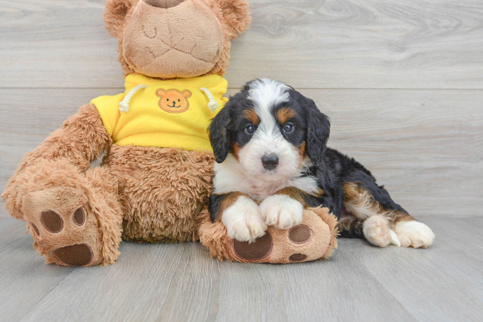 Sweet Mini Bernedoodle Baby