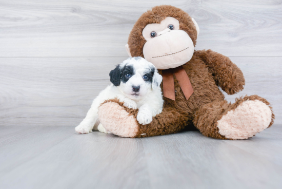 Funny Mini Bernedoodle Poodle Mix Pup