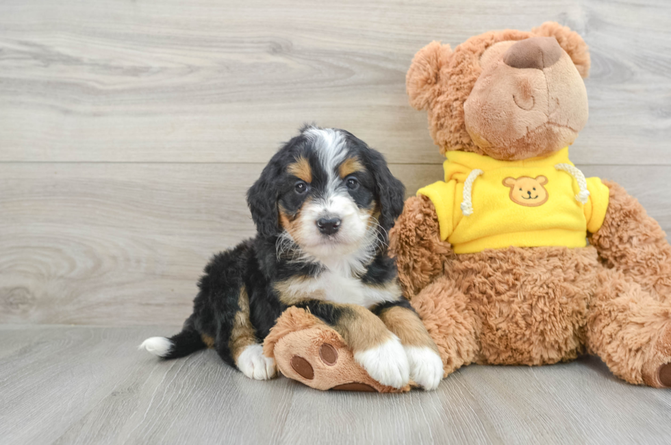 6 week old Mini Bernedoodle Puppy For Sale - Premier Pups